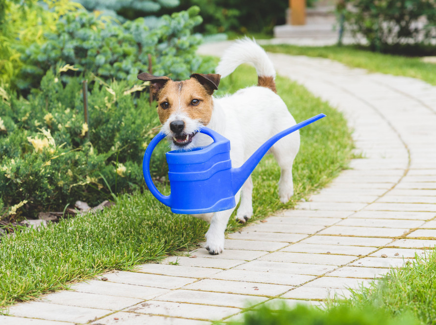 Dog-friendly-garden-1-e1551976055392 Dog-friendly garden design