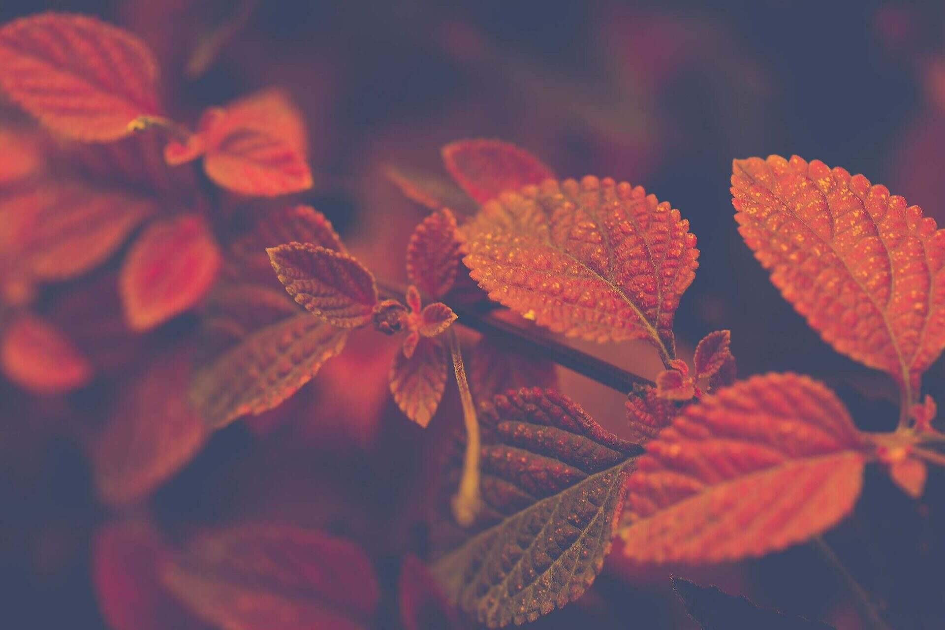 Garden design for autumn