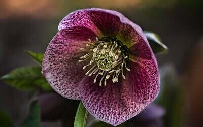 Guide to February in the garden