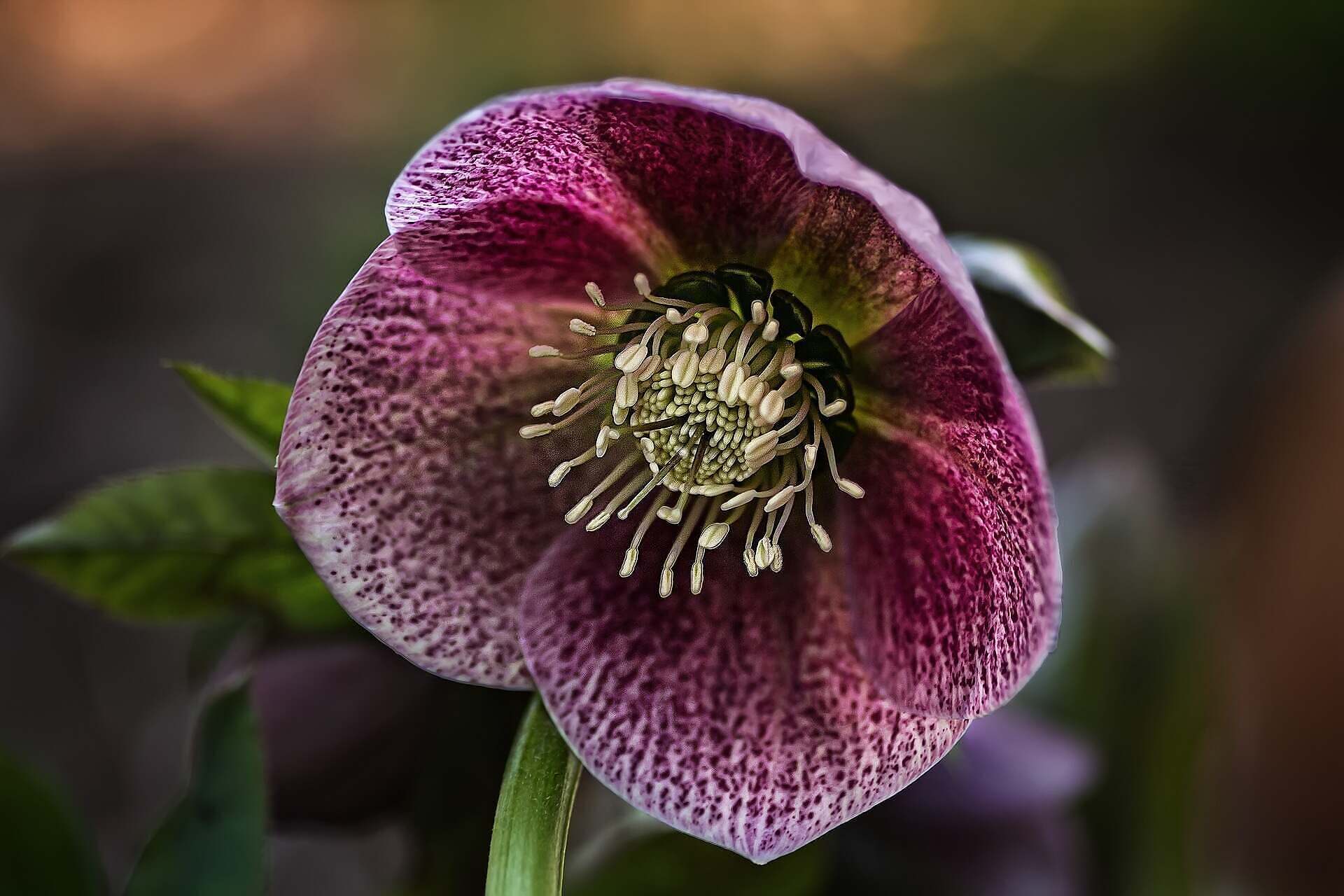 hellebore Hellobore - February garden