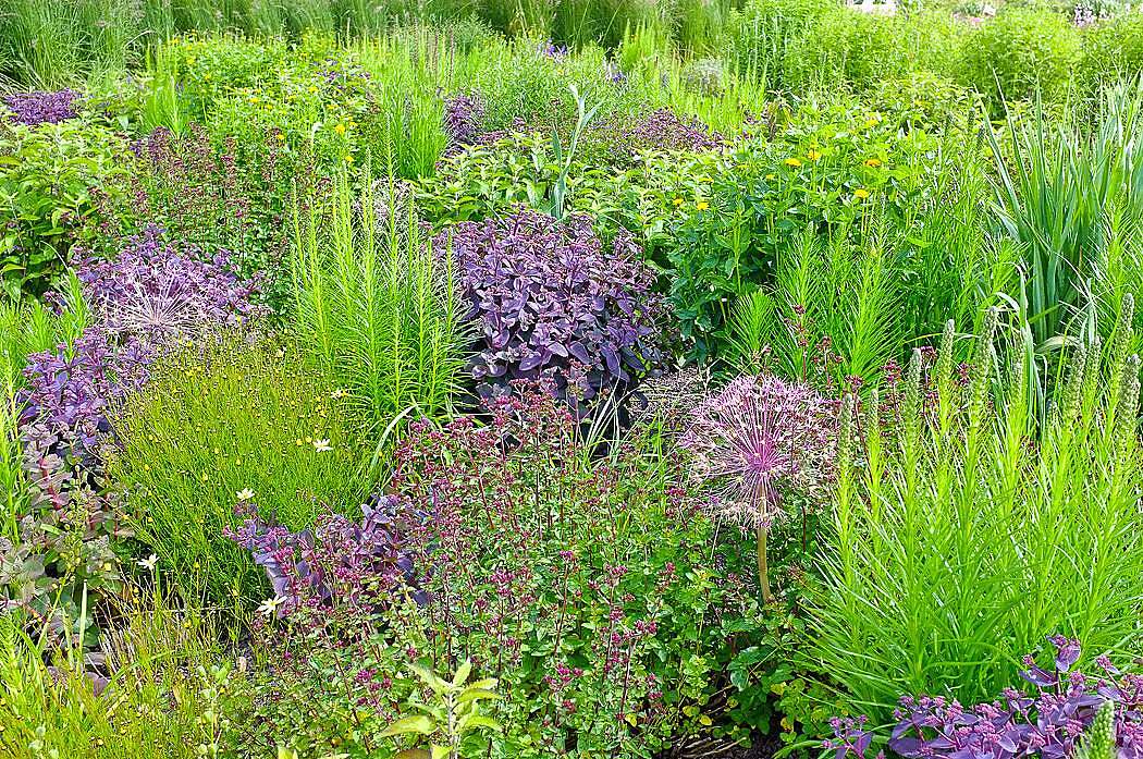 pictorial meadow garden design trends pictorial meadow