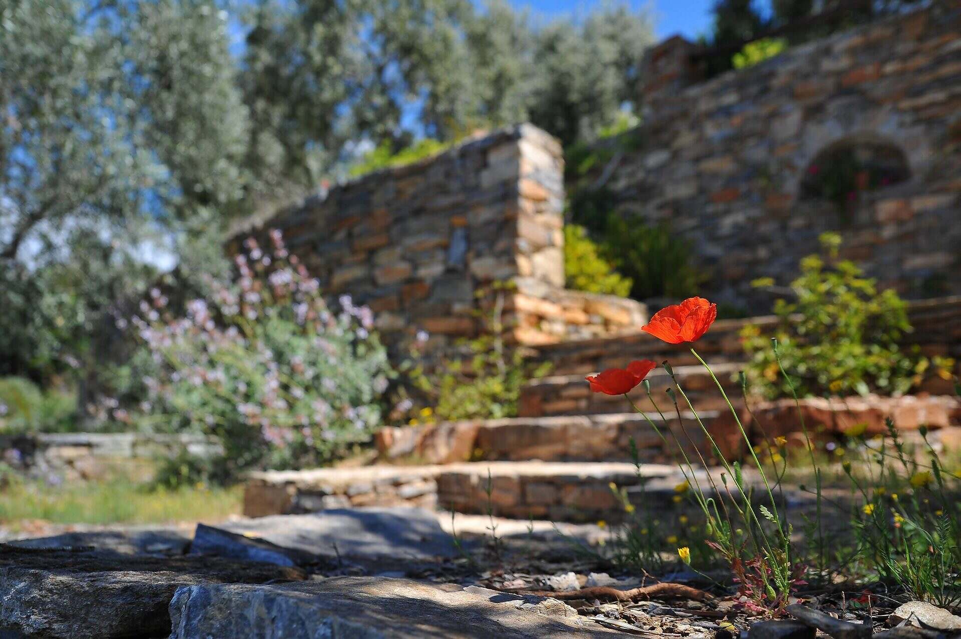 poppy and blurred stone