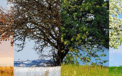 How to design a garden for all seasons