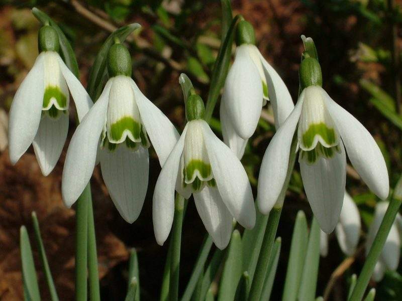 Snowdrops - February in the garden
