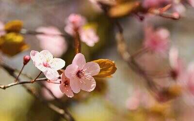 Guide to March in the Garden
