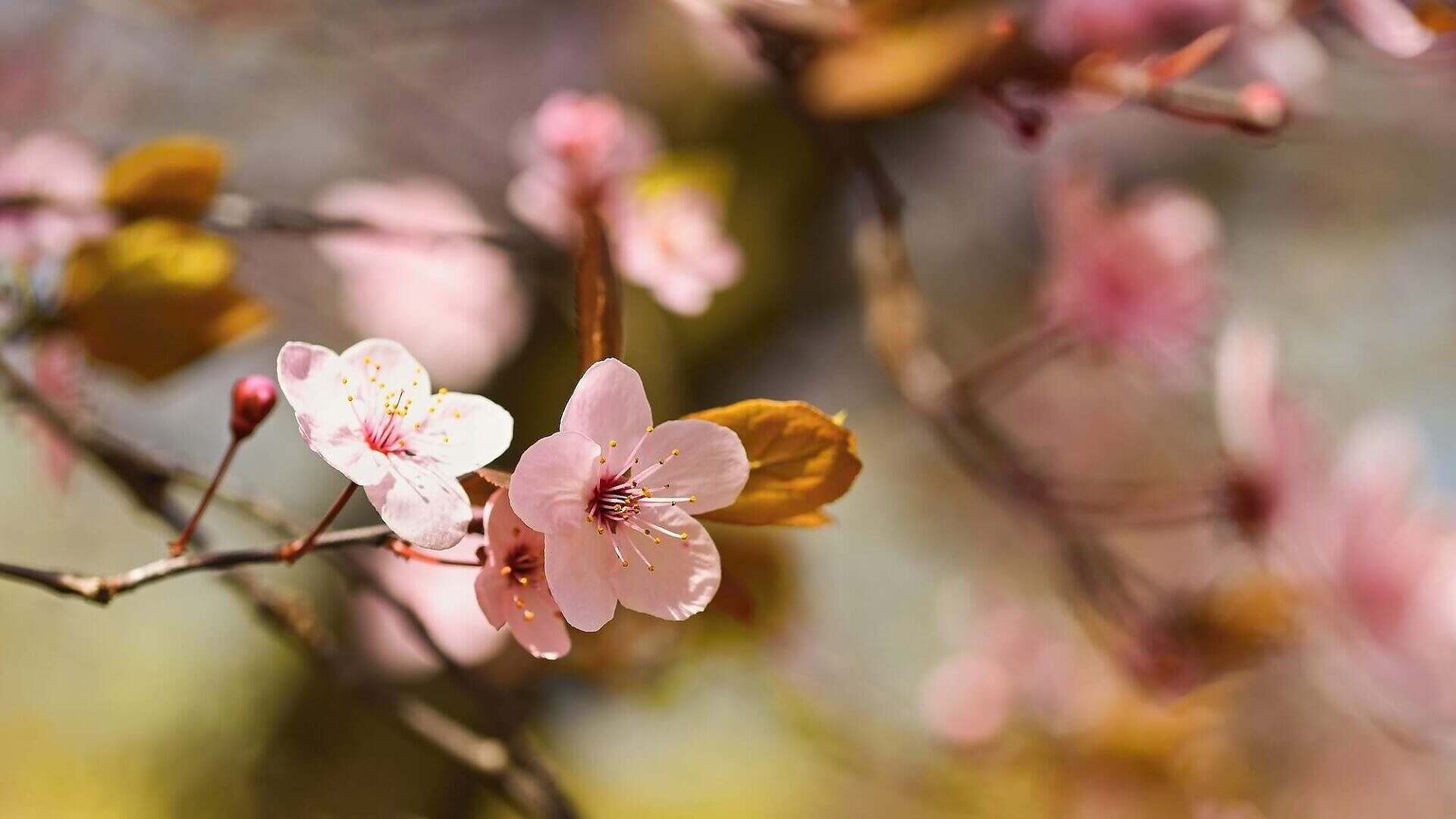 Spring blossom background. Beautiful nature scene with blooming tree and sun. Sunny day. Spring flowers. Abstract blurred background in Springtime. Guide to March in the garden